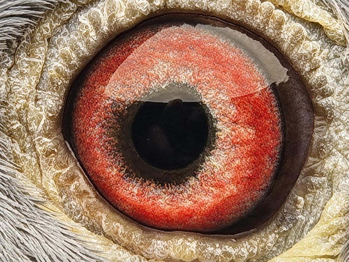 Pigeon eye